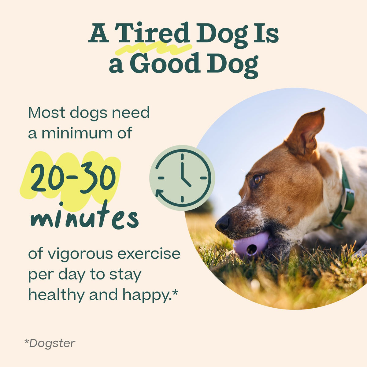 Dog Puzzle Slow Feeder Toy A39514