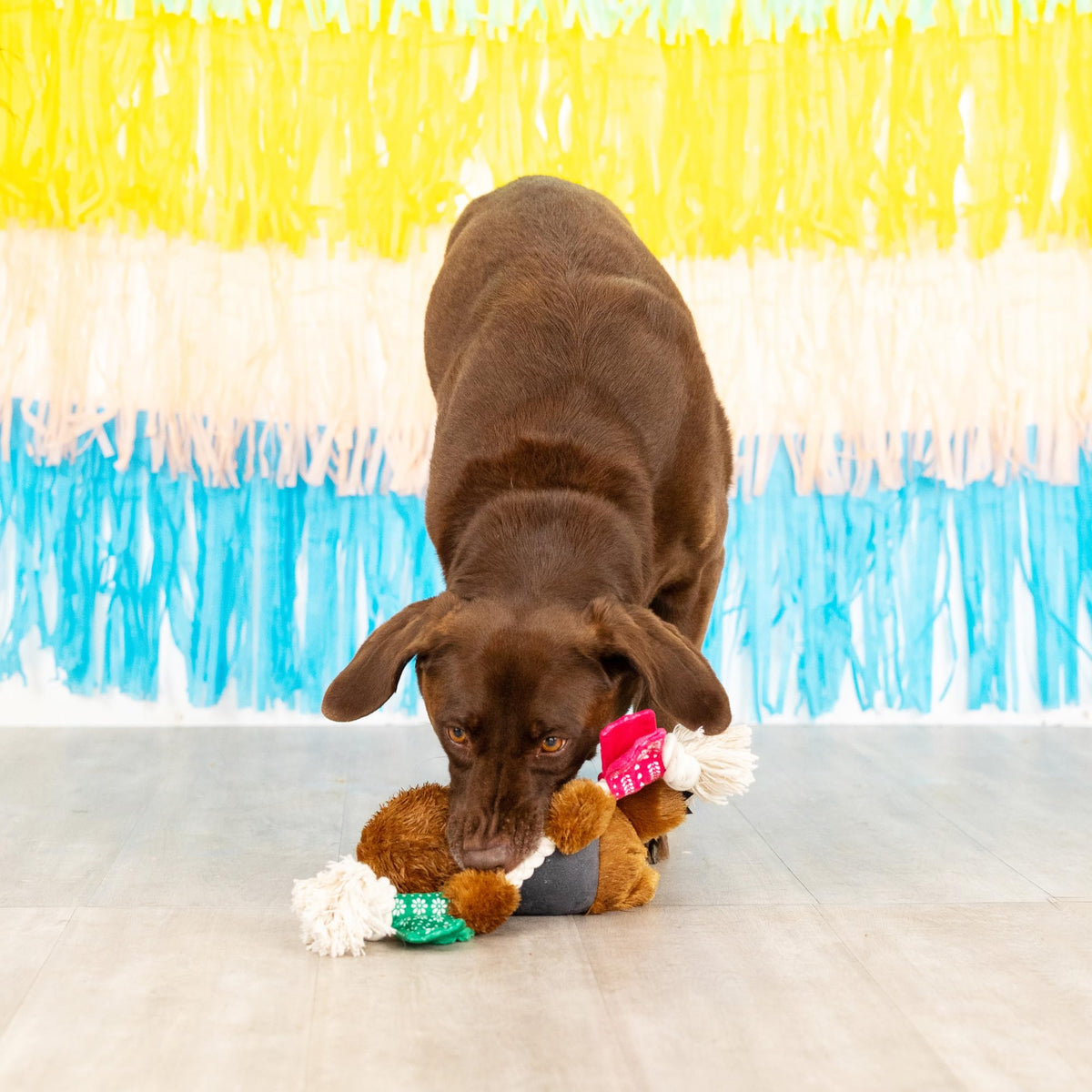 Plush Dog Toy T345696